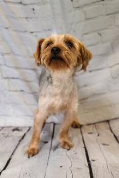 Shadow -  Yorkshire Terrier Dog for Adoption in Dothan, Alabama - Shadow | PetCurious