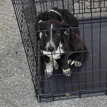 Cagney -  Australian Cattle Dog Blue Heeler and Mixed Breed Dog for Adoption in Rossville, Georgia - Cagney | PetCurious