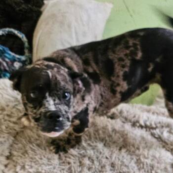 Mixed Breed Dogs Available for Adoption in Melrose, Florida - Gerry | PetCurious