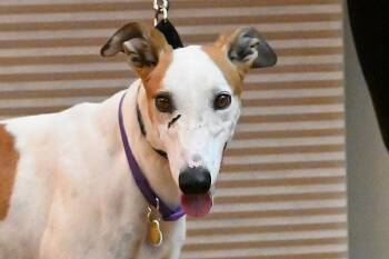 Candi -  Greyhound Dog for Adoption in Minneapolis, Minnesota - Candi | PetCurious