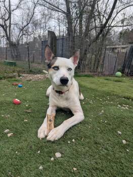 Denver -  Husky Dog Available for Adoption in Calhoun, Georgia - Denver | PetCurious