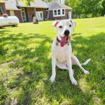 Yuki Happy Hops-the itty Bitty Babe -  Pit Bull Terrier and Terrier Dog for Adoption in Friendswood, Texas - Yuki Happy Hops-the Itty Bitty Babe | PetCurious