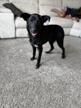 Rescue German Shepherd Dog and Labrador Retriever Dogs for Adoption in Choctaw, Oklahoma - Dewey | PetCurious