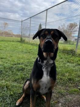 Rescue Rottweiler and Shepherd Dogs for Adoption in Whitby, Ontario - Ringo | PetCurious