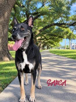 Sarca -  Shepherd and Husky Dog for Adoption in Lucas, Texas - Sarca | PetCurious