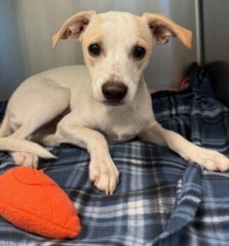 October -  Mixed Breed Dog for Adoption in Dallas, Texas - October | PetCurious