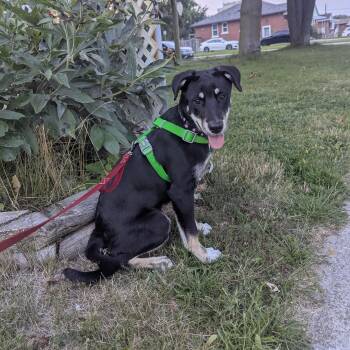 Ember -  Shepherd and Labrador Retriever Dog for Adoption in Brantford, Ontario - Ember | PetCurious