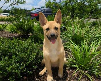 Braleigh -  German Shepherd Dog and Labrador Retriever Dog for Adoption in Raymond, Mississippi - Braleigh | PetCurious