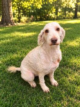 Sophie -  Labrador Retriever and Standard Poodle Dog for Adoption in Paducah, Kentucky - Sophie | PetCurious