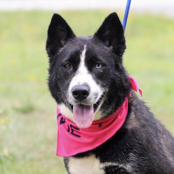 Chopped Salad -  Husky Dog for Adoption in Columbia, South Carolina - Chopped Salad | PetCurious