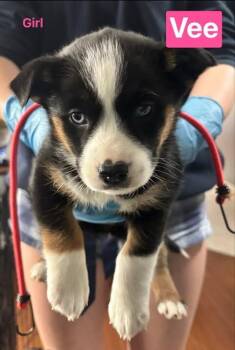 Vee -  Mixed Breed Dog Available for Adoption in Athens, Ontario - Vee | PetCurious