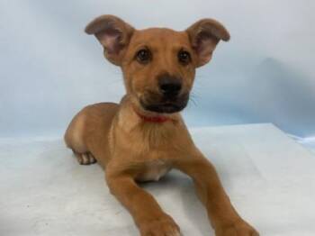 Sylvie -  Hound and Mixed Breed Dog for Adoption in Golden Valley, Minnesota - Sylvie | PetCurious