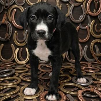 Mixed Breed Dogs Available for Adoption - Hattie | PetCurious