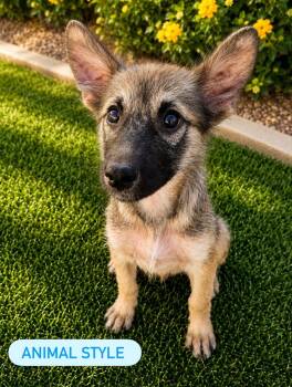 Animal style -  Mixed Breed Dog for Adoption in Las Vegas, Nevada - Animal Style | PetCurious