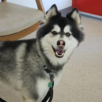 Husky and Pomeranian Dogs Available for Adoption in Evansville, Indiana - Titan | PetCurious