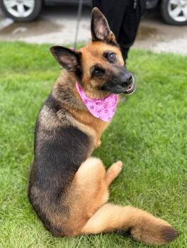 Tessa -  German Shepherd Dog Dog for Adoption in Georgina, Ontario - Tessa | PetCurious