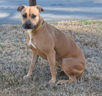 Mixed Breed Dogs Available for Adoption in Kingsland, Georgia - Sandy | PetCurious