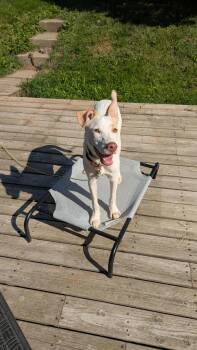 Rescue Pit Bull Terrier and Australian Shepherd Dogs for Adoption in Minneapolis, Minnesota - Hozier - FOSTER NEEDED!!! | PetCurious