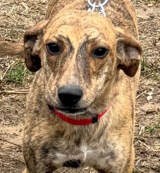 Whippet and Plott Hound Dogs Available for Adoption - Ginger | PetCurious