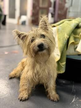 Munchkin -  Cairn Terrier Dog for Adoption in Covington, Louisiana - Munchkin | PetCurious
