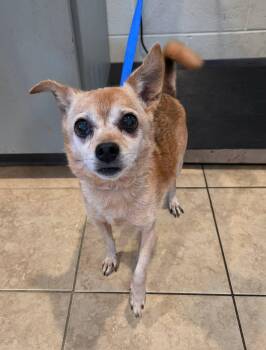 Missy -  Chihuahua Dog for Adoption in Sparta, Wisconsin - Missy | PetCurious