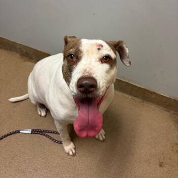 Lady -  Mixed Breed Dog for Adoption in Chattanooga, Tennessee - Lady | PetCurious