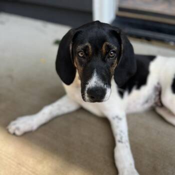 Swamp Thing -  Beagle and Mixed Breed Dog for Adoption in Campton Hills, Illinois - Swamp Thing | PetCurious