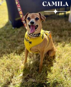 Rescue Chihuahua Dogs for Adoption in Milton, Florida - Camila | PetCurious