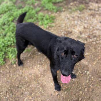 Labrador Retriever and Shepherd Dogs Available for Adoption in Carencro, Louisiana - Gabriella | PetCurious