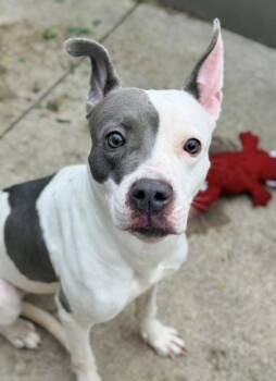 Pom Pom -  Pit Bull Terrier Dog Available for Adoption in Chicago, Illinois - Pom Pom | PetCurious