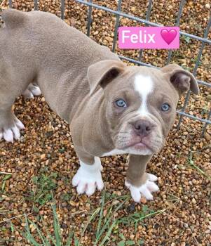 American Bulldog and Mixed Breed Dogs Available for Adoption in Saugus, Massachusetts - Felix | PetCurious