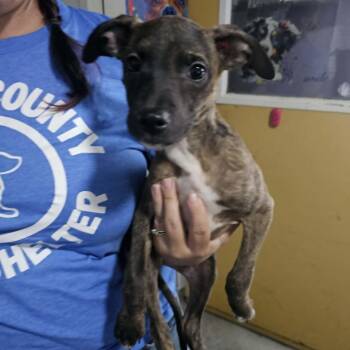 Chompers -  Mixed Breed Dog for Adoption in Pulaski, Tennessee - Chompers | PetCurious