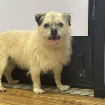 Maltese and Pug Dogs Available for Adoption in Goleta, California - Duke | PetCurious
