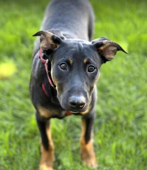 Miniature Pinscher and Shepherd Dogs Available for Adoption in Savage, Minnesota - Stegosaurus | PetCurious