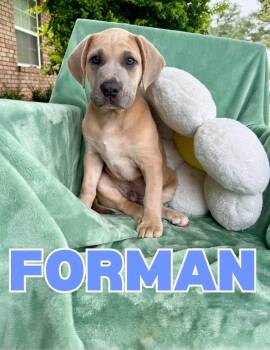 Forman -  Pit Bull Terrier Dog for Adoption in Shalimar, Florida - Forman | PetCurious