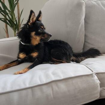 Makila-Adorable 8.5 lb Girl! -  Pomeranian and Papillon Dog for Adoption in Fort Myers, Florida - Makila-Adorable 8.5 Lb Girl! | PetCurious