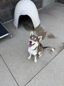 Venus -  Husky Dog for Adoption in Kalamazoo, Michigan - Venus | PetCurious