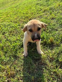 German Shepherd Dog and Great Pyrenees Dogs Available for Adoption in New Baltimore, Michigan - Pomegranate | PetCurious