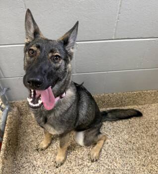 German Shepherd Dog Dogs Available for Adoption in Hastings, Michigan - HANNAH | PetCurious