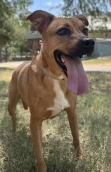 Rescue Labrador Retriever and Mixed Breed Dogs for Adoption in San Antonio, Texas - Meena | PetCurious