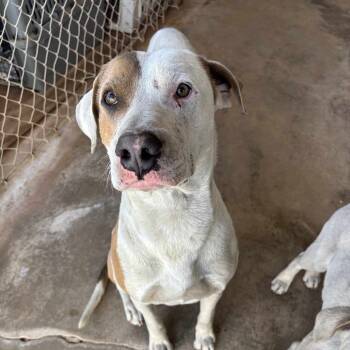 Rescue Pit Bull Terrier Dogs for Adoption in Midland, Texas - Dallas | PetCurious