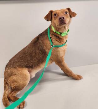Scream : Loomis -  Beagle Dog for Adoption in Aurora, Indiana - Scream : Loomis | PetCurious