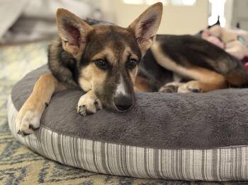 Rescue Shepherd and Border Collie Dogs for Adoption in Chatham, New Jersey - Shep | PetCurious