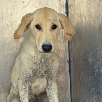Astro -  Labrador Retriever and Mixed Breed Dog for Adoption in Corpus Christi, Texas - Astro | PetCurious
