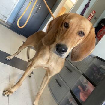 Rescue Foxhound and Mixed Breed Dogs for Adoption in Savannah, Georgia - Rodneisha | PetCurious