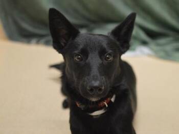 Juno -  Border Collie Dog for Adoption in Portland, Oregon - Juno | PetCurious