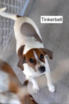 Tinkerbell -  Chihuahua Dog for Adoption in Aurora, Illinois - Tinkerbell | PetCurious