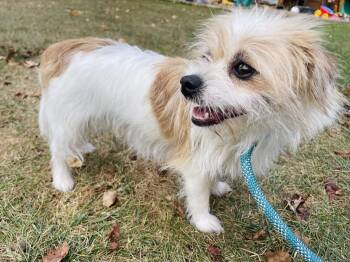 Brulee -  Shih Tzu and Brussels Griffon Dog for Adoption in Winter, Wisconsin - Brulee | PetCurious