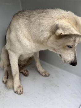 A661995 -  German Shepherd Dog and Siberian Husky Dog for Adoption in Houston, Texas - A661995 | PetCurious