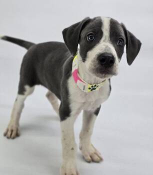 Great Dane Dogs Available for Adoption in Sedalia, Colorado - Pragus | PetCurious